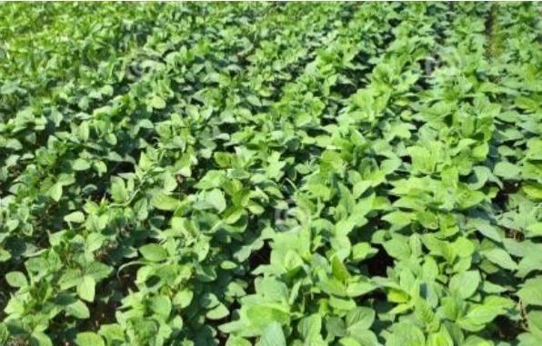 立春吃哪种菜,广东立春以后可以种点什么菜?图10