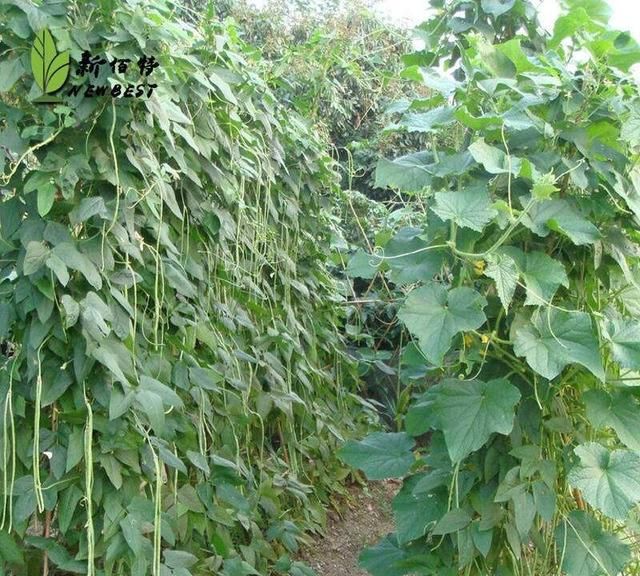 立春吃哪种菜,广东立春以后可以种点什么菜?图4