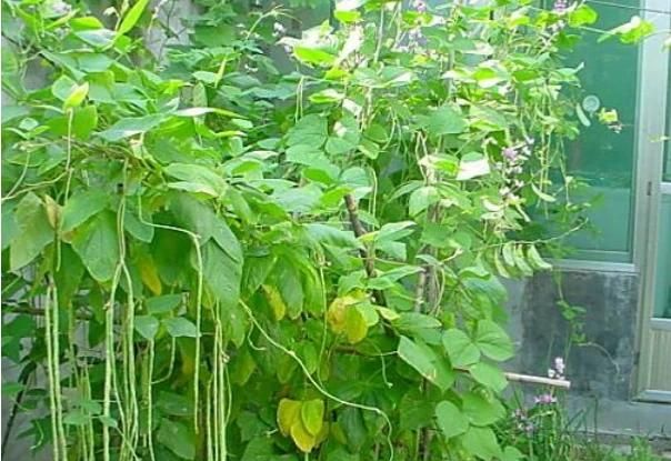 立春吃哪种菜,广东立春以后可以种点什么菜?图11