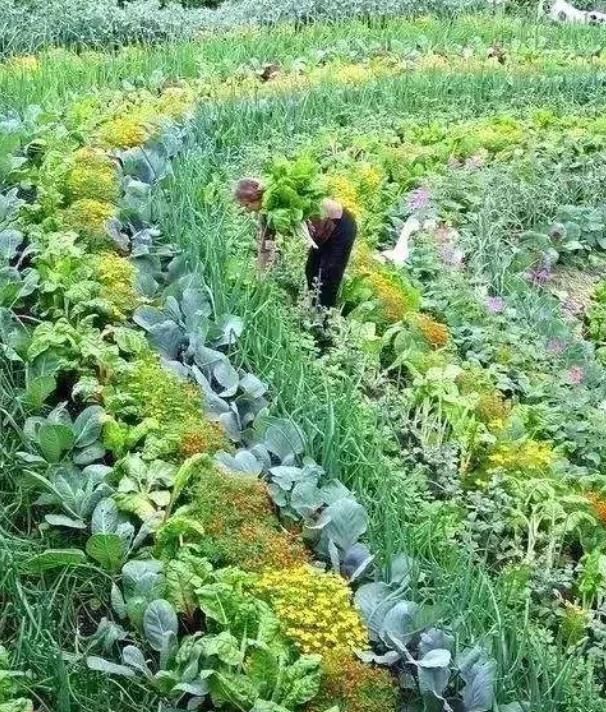 立春吃哪种菜,广东立春以后可以种点什么菜?图5