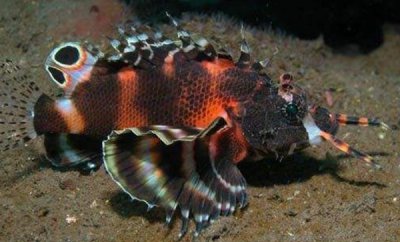 ​象鼻兽是什么动物?康熙年间的化妆造型_本形是鲉科动物