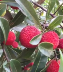 杨梅怎么保存时间长,杨梅又快上市了,怎么保存杨梅最新鲜呢?