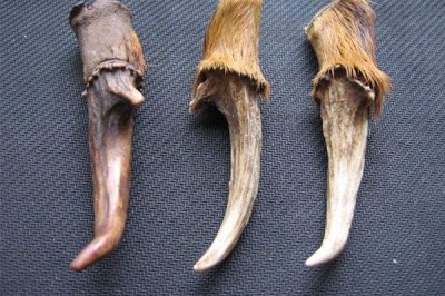 ​麂子的角是什么格式的?一半地区被外相包裹_角尖向内弯曲