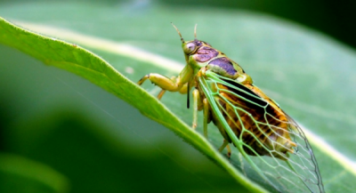 蝉有几种类型,常见的四种蝉