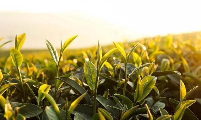 普洱茶的功效与禁忌,现在的年轻人喝普洱茶的多吗?图4