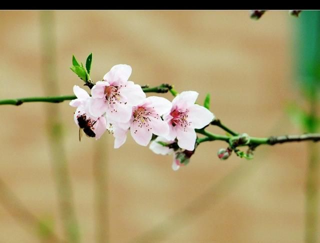 桃李满天下涉及的人物是谁,中国第一位桃李满天下的人是谁?图3