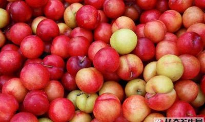 ​吃完桃可不可以吃李子,桃和李子能一起吃不