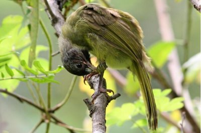 ​领雀嘴鹎：叫声婉转动听，中国特有种_数量丰富