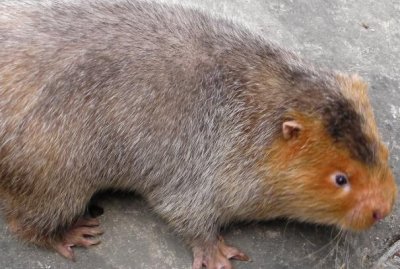 ​斑白竹鼠：白昼睡眠黄昏运动_鼠届夜猫子