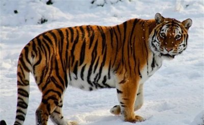 ​世界十大猛兽，战斗力最强的前三名西伯利亚虎、非洲狮、棕熊（西伯利亚虎排第