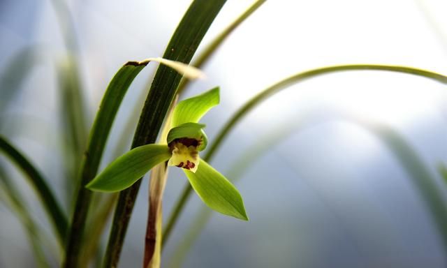 6月开什么花,农历六月初六具体是什么节?是中国传统节日吗?图5