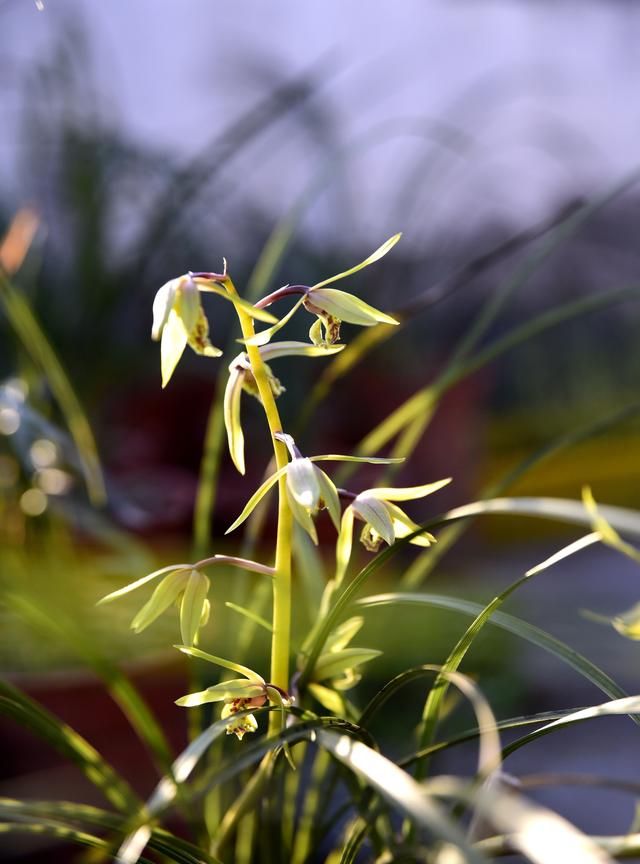 6月开什么花,农历六月初六具体是什么节?是中国传统节日吗?图3