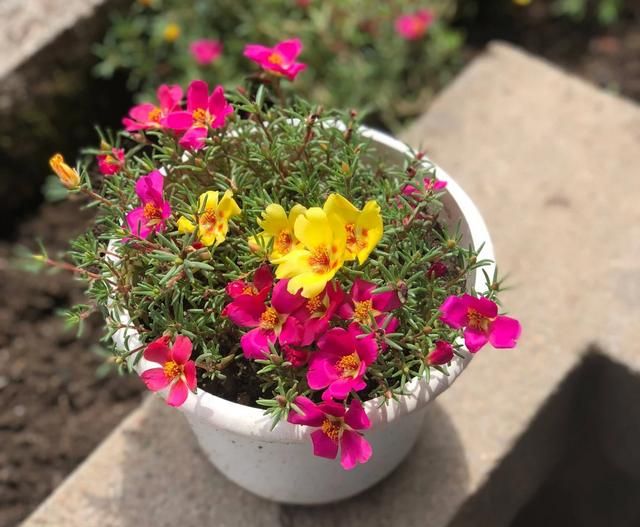 6月开什么花,农历六月初六具体是什么节?是中国传统节日吗?图7