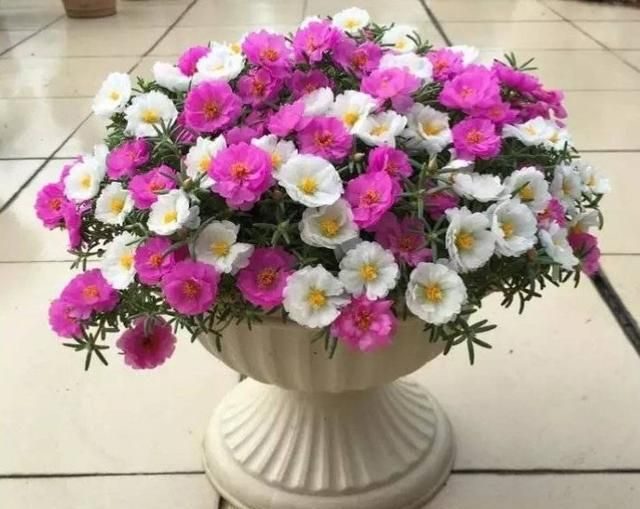 6月开什么花,农历六月初六具体是什么节?是中国传统节日吗?图10