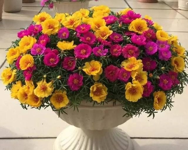 6月开什么花,农历六月初六具体是什么节?是中国传统节日吗?图9