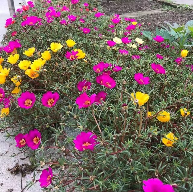 6月开什么花,农历六月初六具体是什么节?是中国传统节日吗?图8