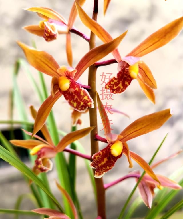 6月开什么花,农历六月初六具体是什么节?是中国传统节日吗?图4