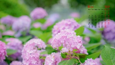 6月开什么花,农历六月初六具体是什么节?是中国传统节日吗?