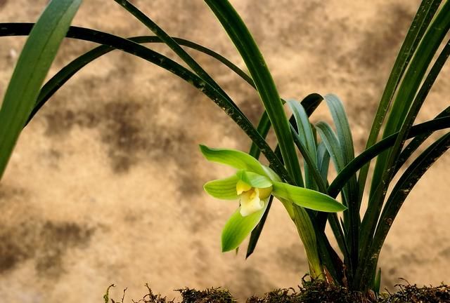 6月开什么花,农历六月初六具体是什么节?是中国传统节日吗?图2