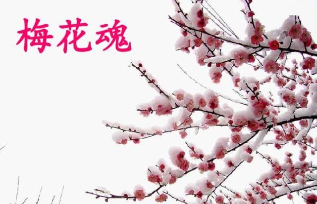 梅花的品质,是一首托物言志的诗,说说它表现了梅花怎样的品质?图8