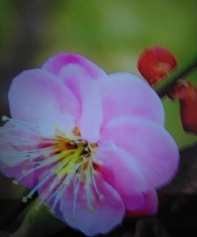 梅花的品质,是一首托物言志的诗,说说它表现了梅花怎样的品质?图4