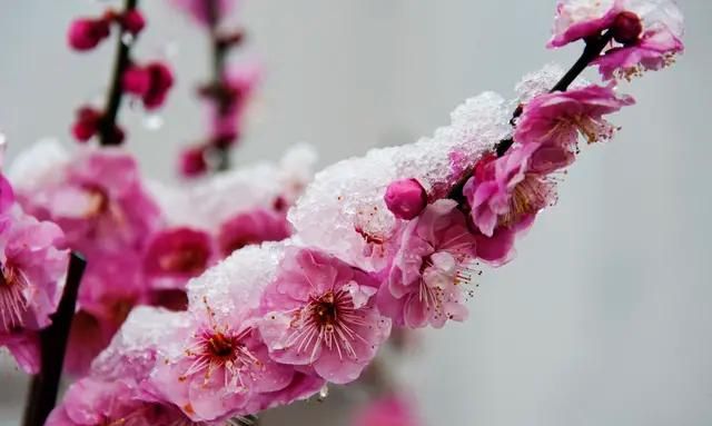 梅花的品质,是一首托物言志的诗,说说它表现了梅花怎样的品质?图6