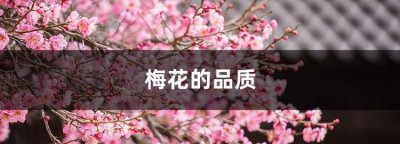 梅花的品质,是一首托物言志的诗,说说它表现了梅花怎样的品质?