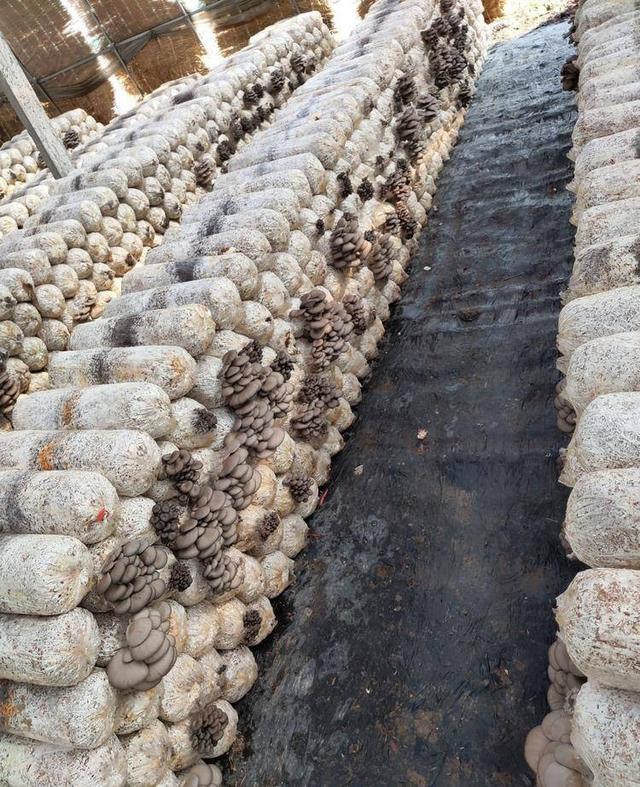 农村适合做什么生意热销项目(今年农村新商机)(9)