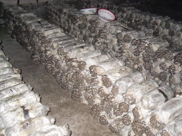 农村适合做什么生意热销项目(今年农村新商机)(8)