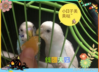 虎皮鹦鹉的繁育方法(新手铲屎官的进阶-虎皮鹦鹉繁殖流程概述)