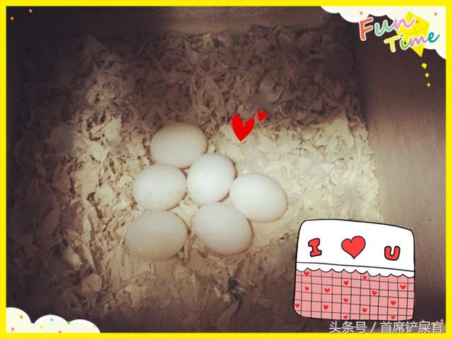 虎皮鹦鹉的繁育方法(新手铲屎官的进阶-虎皮鹦鹉繁殖流程概述)(2)