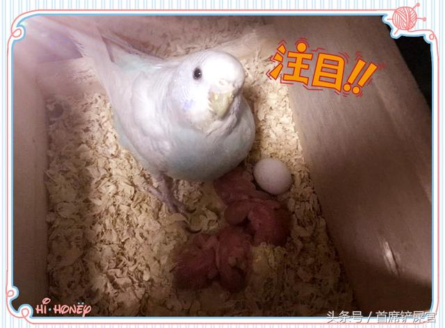 虎皮鹦鹉的繁育方法(新手铲屎官的进阶-虎皮鹦鹉繁殖流程概述)(3)