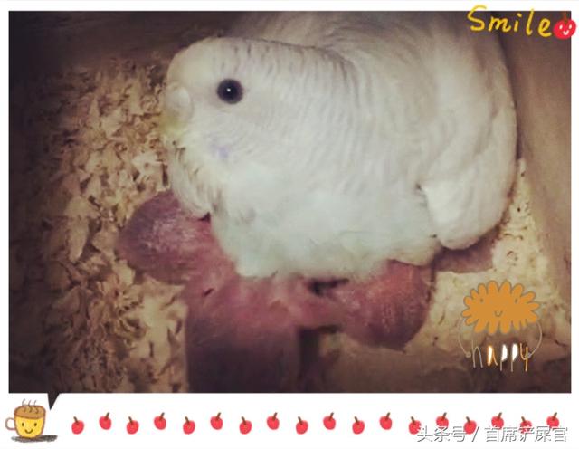 虎皮鹦鹉的繁育方法(新手铲屎官的进阶-虎皮鹦鹉繁殖流程概述)(4)