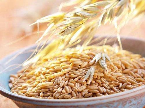 健忘吃什么补充记忆力(健忘的你多吃这9种食物)(6)