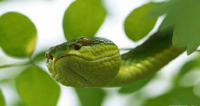 ​中国毒蛇白唇竹叶青蛇，被咬后轻者截肢沉者毙命_图片