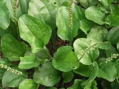 怎样做狗尾巴草好吃（这种草用油炸着吃超美味）(1)