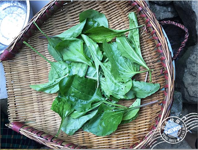 怎样做狗尾巴草好吃（这种草用油炸着吃超美味）(5)