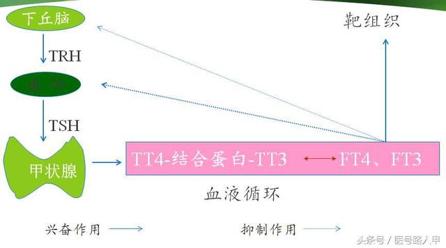 甲亢三大表现及特征(5大临床表现提示你可能得了甲亢)(2)