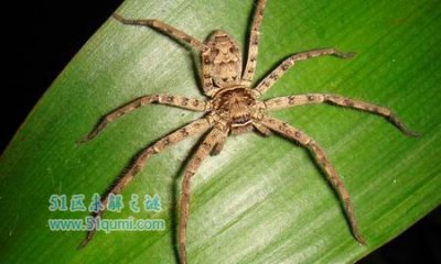 ​白额高足蛛有毒吗?果然不妨消亡家中的甲由?