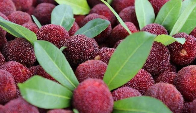 绍兴上虞杨梅什么时候成熟