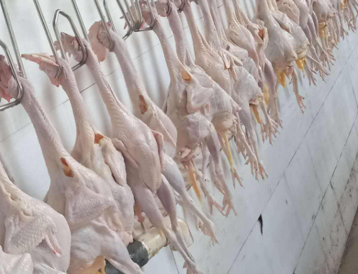 粘鸭毛的松香有毒吗,烫鸭毛的松香气味呼吸多了对人体有害图4