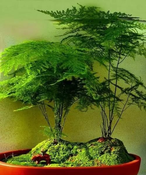 教师节应该送什么花,教师节送什么花好?图18