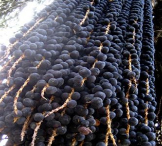 阿萨伊果的功效与作用,听说澜蝶生产的阿萨伊果可以降化胆固醇这是真的