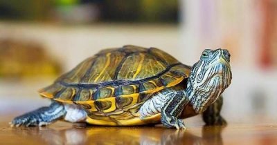 乌龟属于哪类动物,乌龟属于什么动物类型