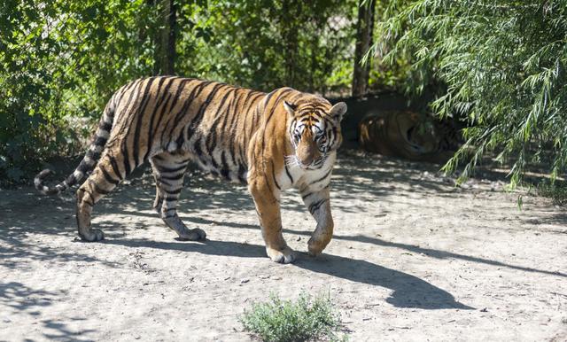 华南虎现有物种哪来的（物种百科华南虎）(2)