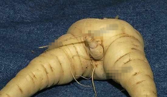 长相奇异的蔬菜：那些长的像男生鸡鸡的蔬菜，18禁图片！