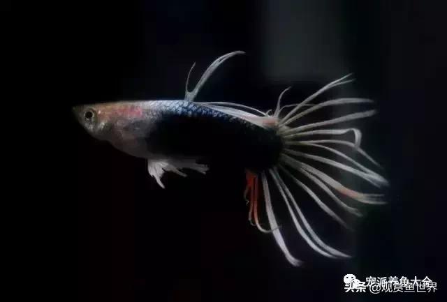 所有孔雀鱼的品种大全（15个孔雀鱼品系图鉴绝美版）(12)