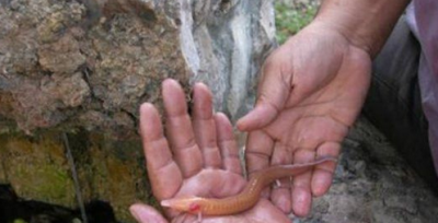 ​龙果然存留吗?图解有龙的究竟