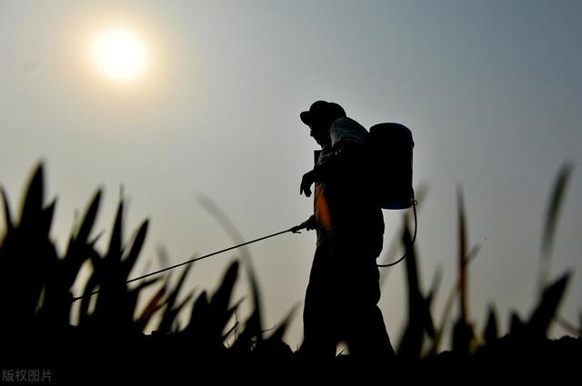 适合种植的有机蔬菜（有机蔬菜比普通的更有营养）(4)