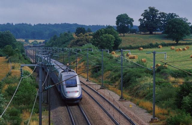 适合种植的有机蔬菜（有机蔬菜比普通的更有营养）(5)